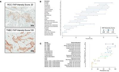 Comprehensive analysis of fibroblast activation protein expression across 23 tumor indications: insights for biomarker development in cancer immunotherapies